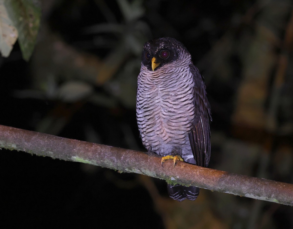 Chouette à lignes noires - ML646471722