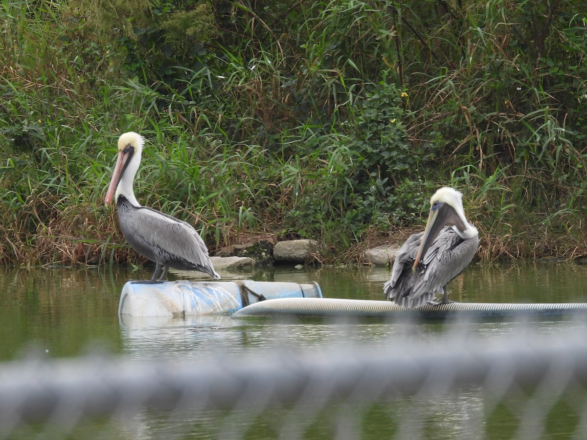 pelikán hnědý - ML646471724