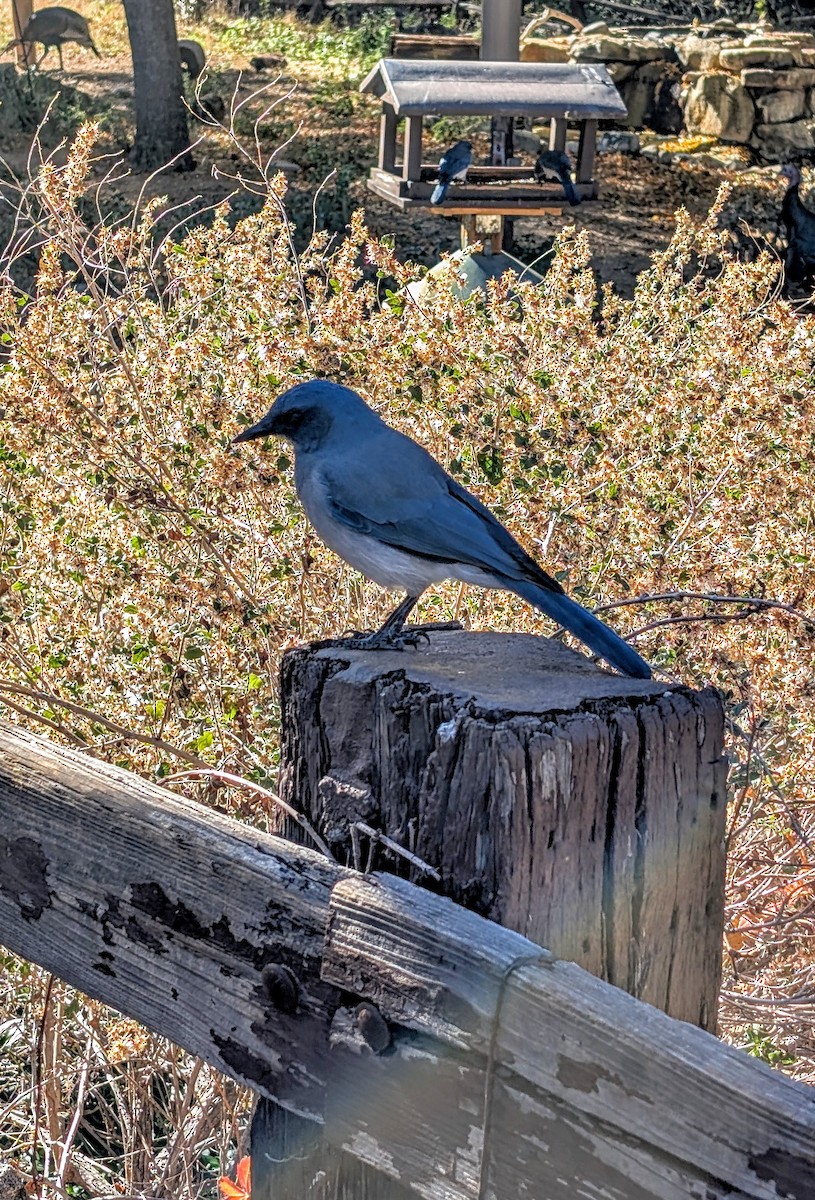 Mexican Jay - ML646471725