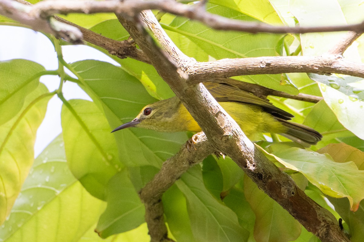Ornate Sunbird - ML646471726