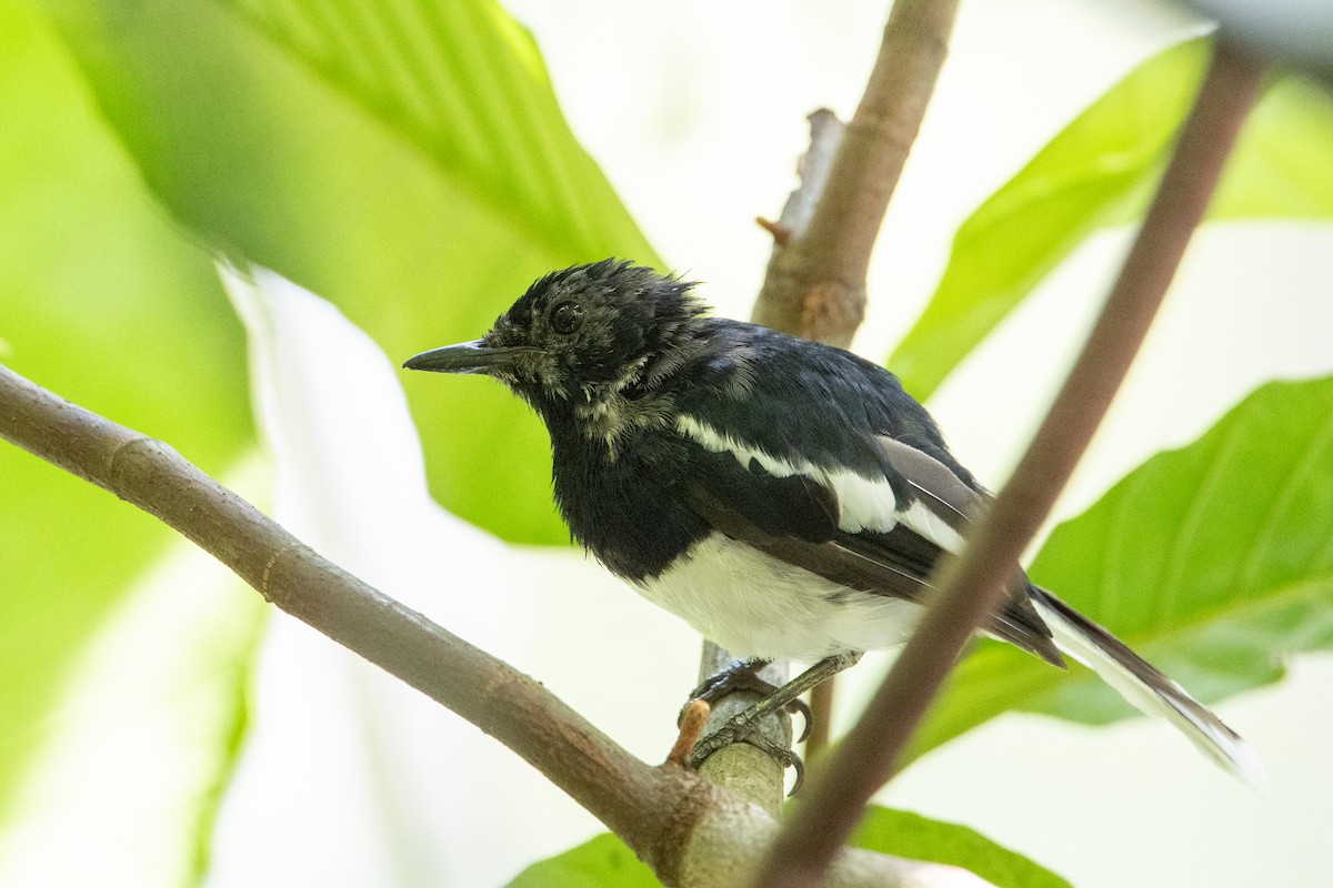 Oriental Magpie-Robin - ML646471732