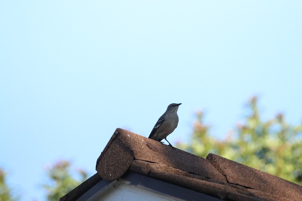Northern Mockingbird - ML646471733