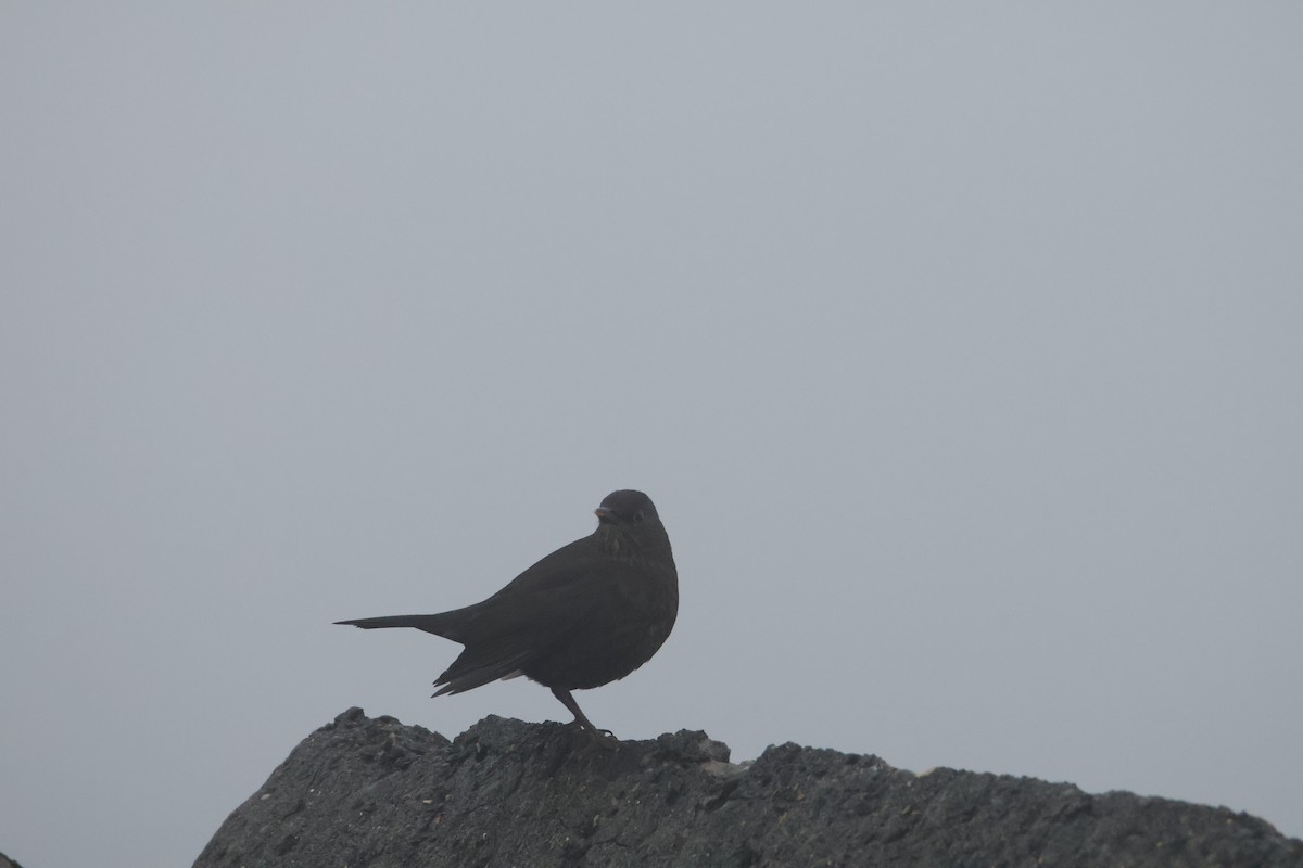 ニシクロウタドリ - ML646471734