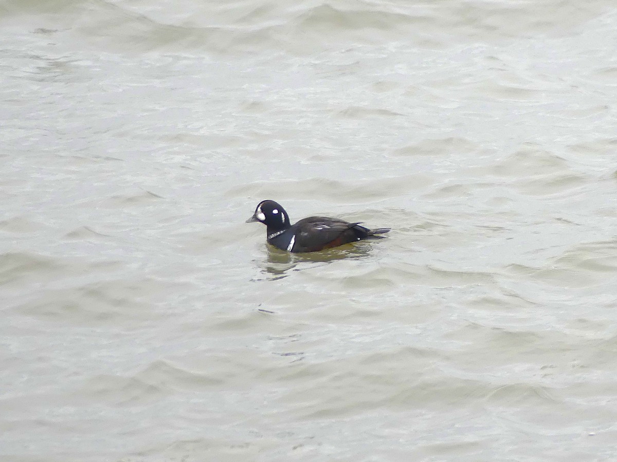 Harlequin Duck - ML646471736