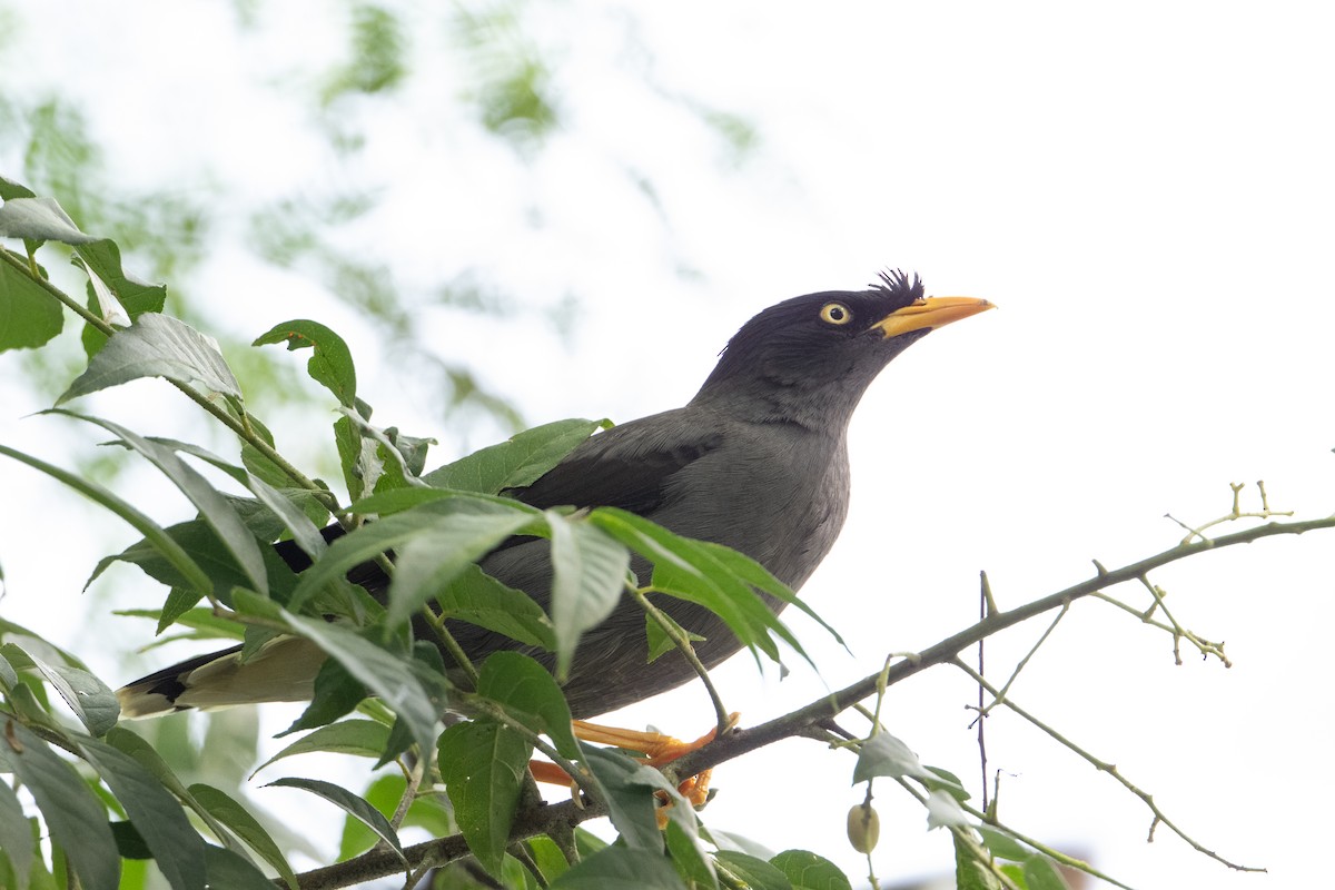 Javan Myna - ML646471737