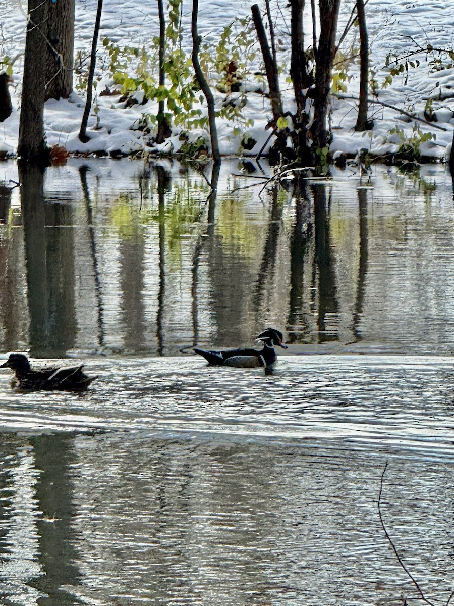 Wood Duck - ML646471740