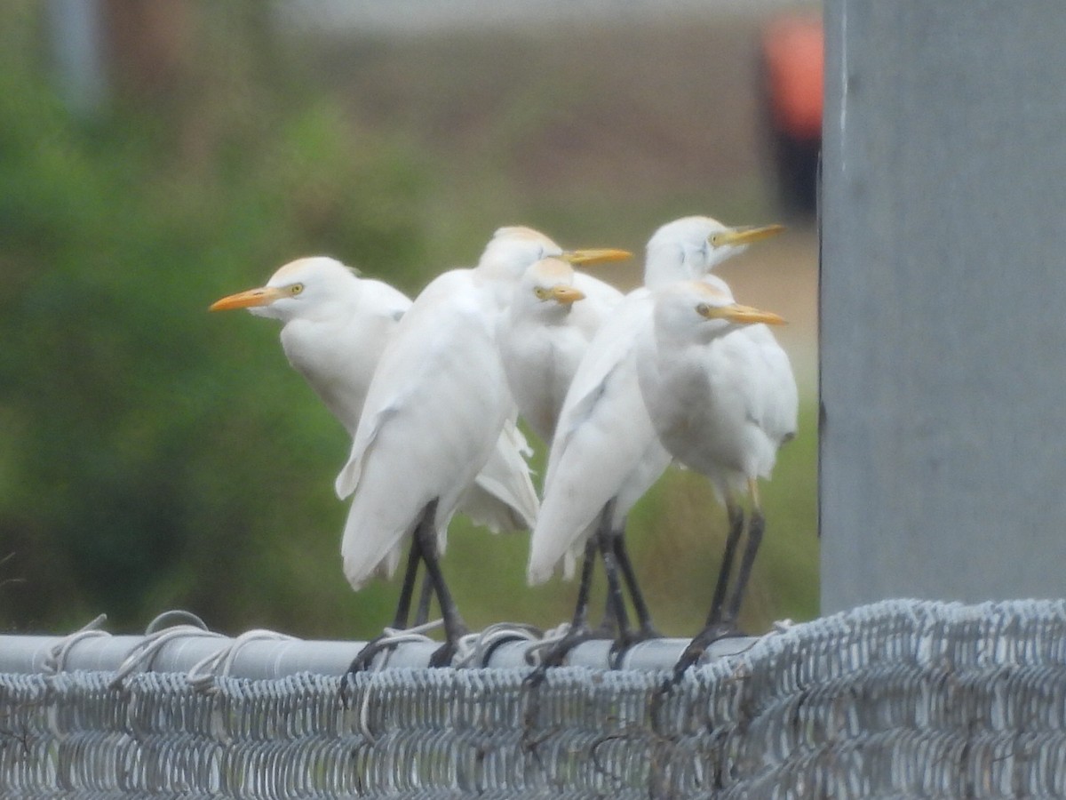 volavka rusohlavá - ML646471745