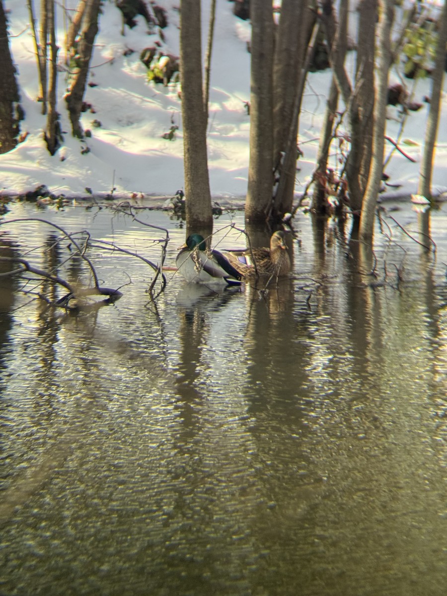 Mallard - ML646471760