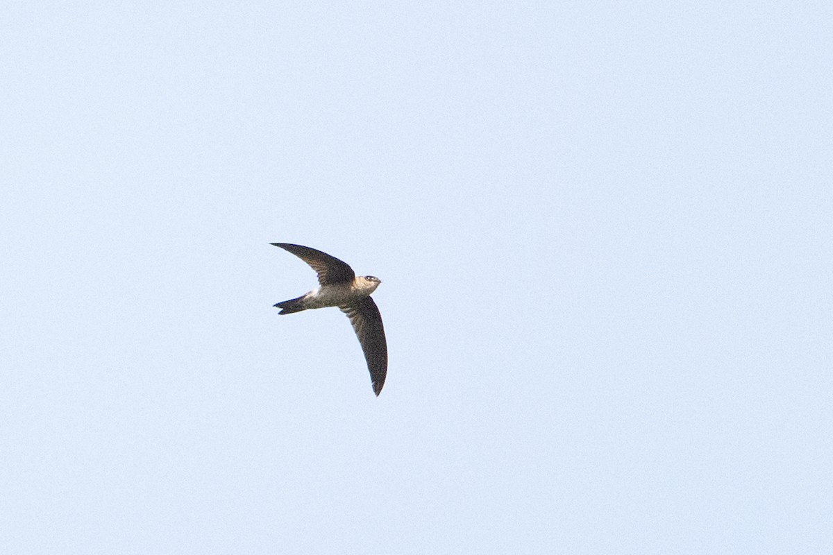 Plume-toed Swiftlet - ML646471761