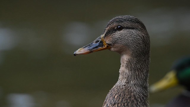 Germano reale - ML646471762