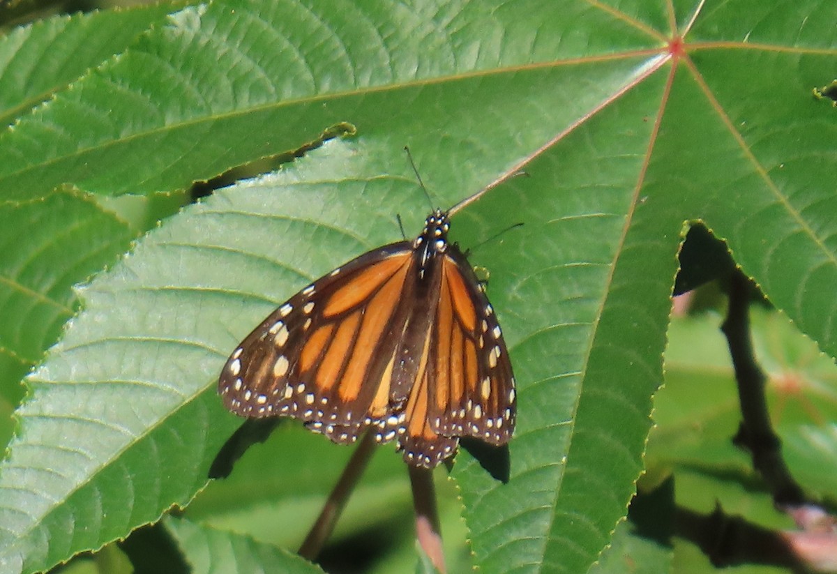 Monarch - ML646471765
