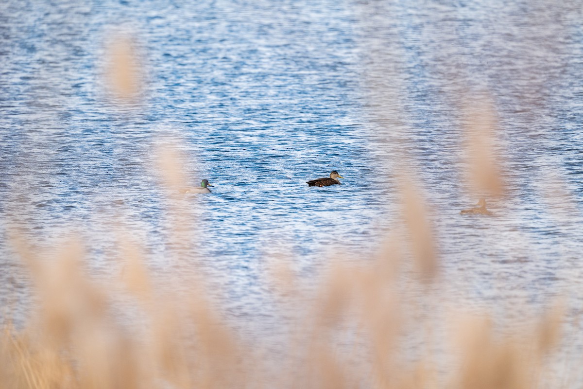 American Black Duck - ML646471771