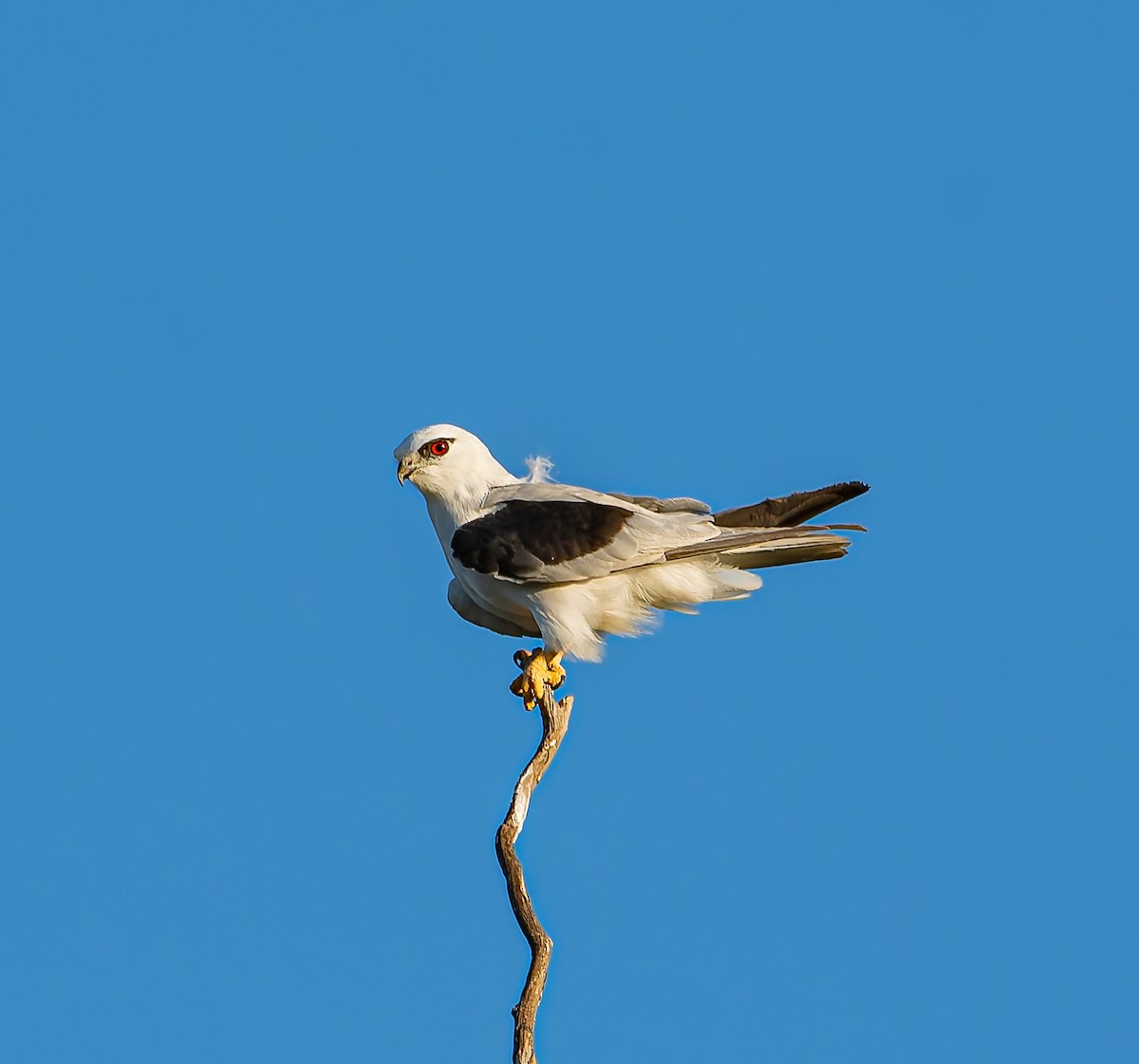 Black-shouldered Kite - ML646471772