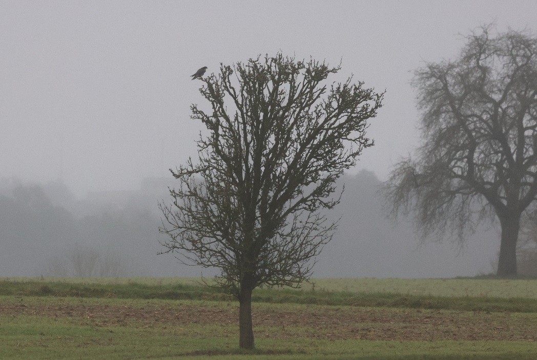 sokol stěhovavý - ML646471773