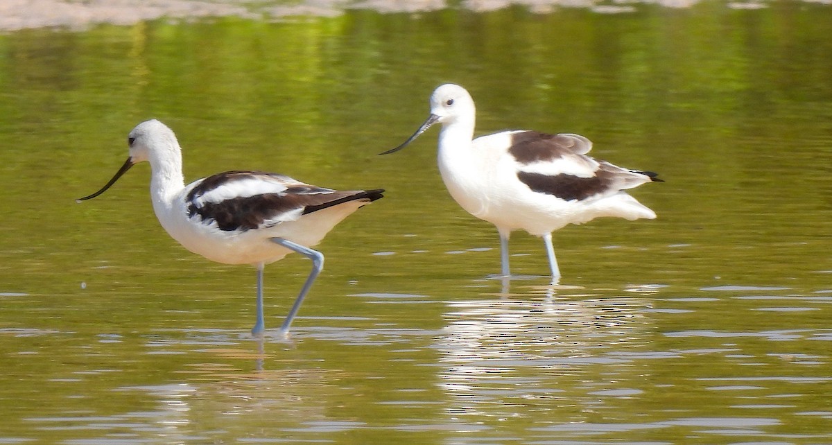 American Avocet - ML646471775