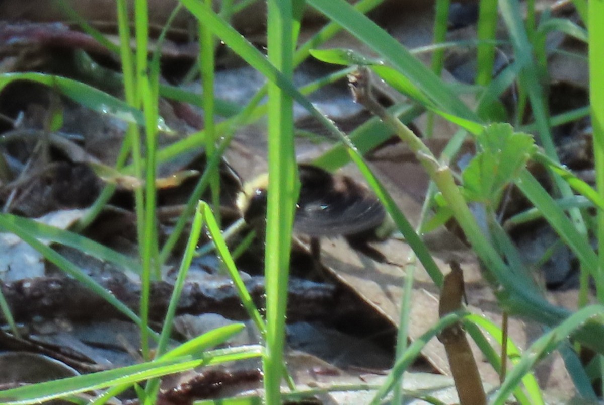 Bumble Bees - ML646471777