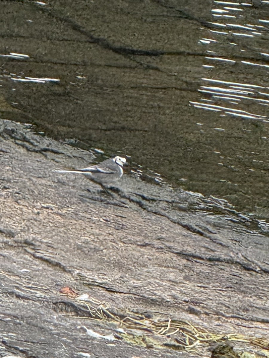 נחליאלי לבן - ML646471778