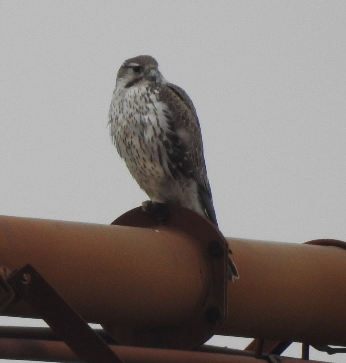 Prairie Falcon - ML646471779