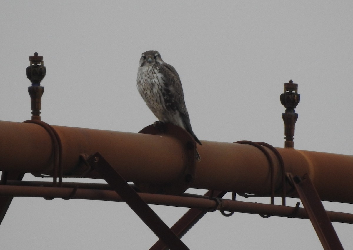 Prairie Falcon - ML646471780