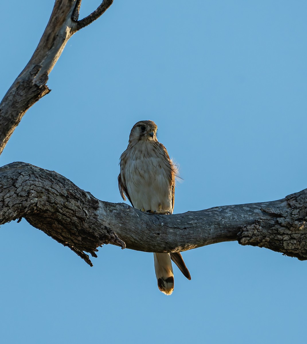 Nankeen Kestrel - ML646471782