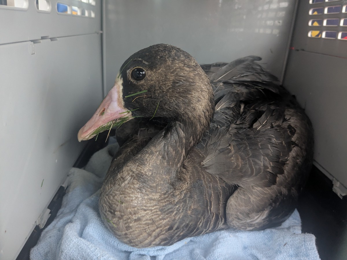 Greater White-fronted Goose - ML646471783