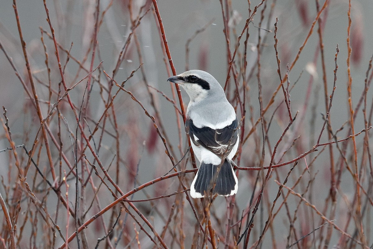Northern Shrike - ML646471785