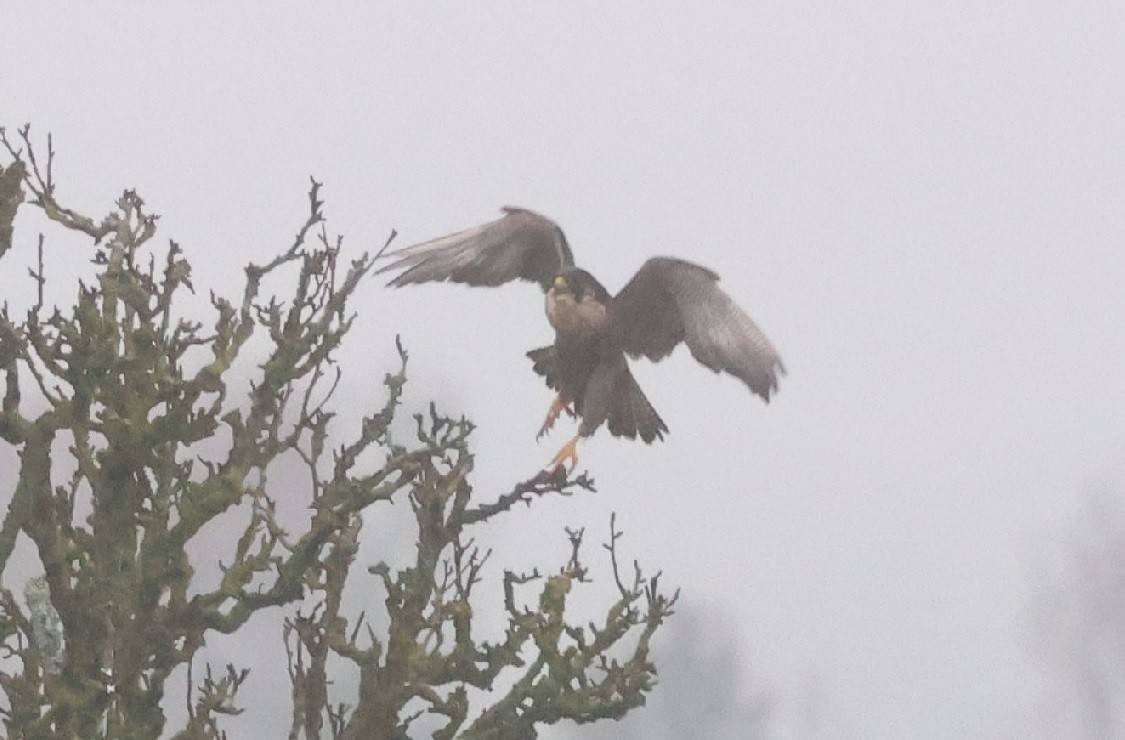 sokol stěhovavý - ML646471787