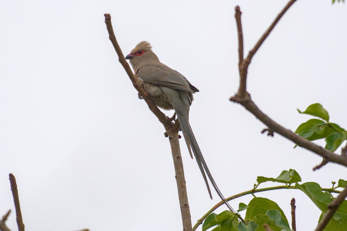 Red-faced Mousebird - ML646471788