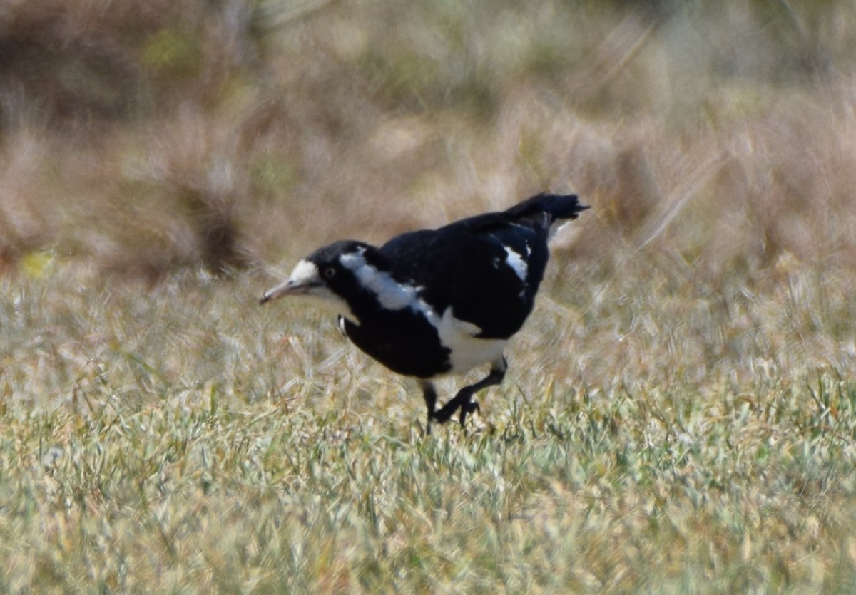 Magpie-lark - ML646471789