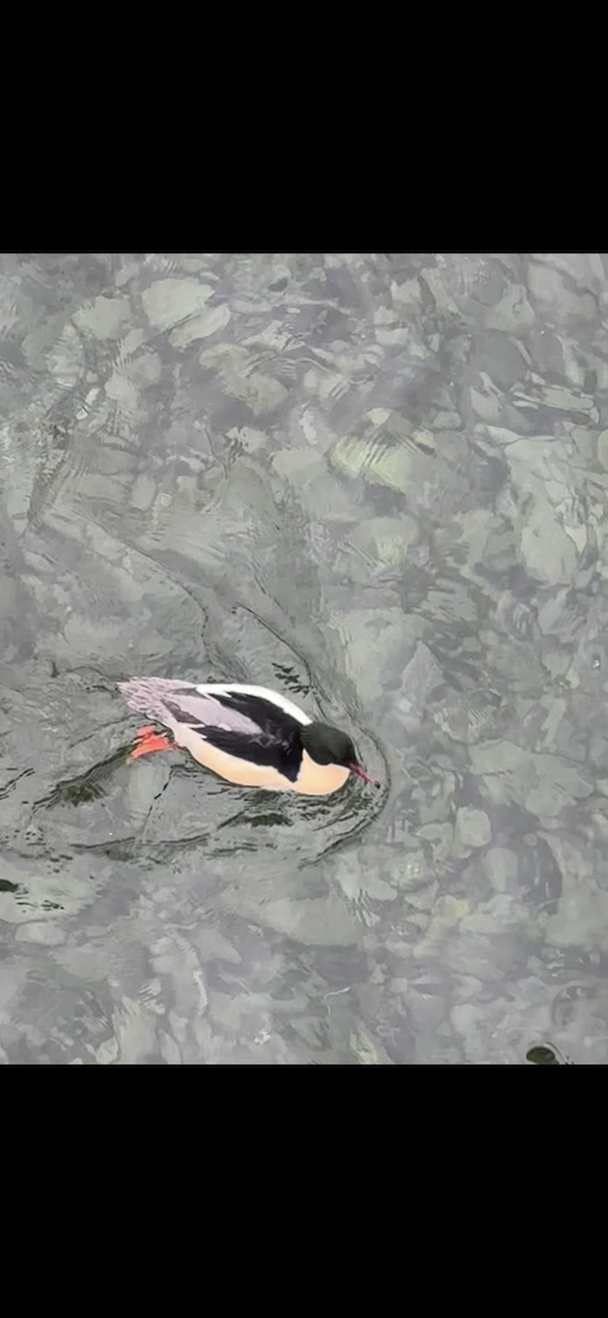 Common Merganser - ML646471791