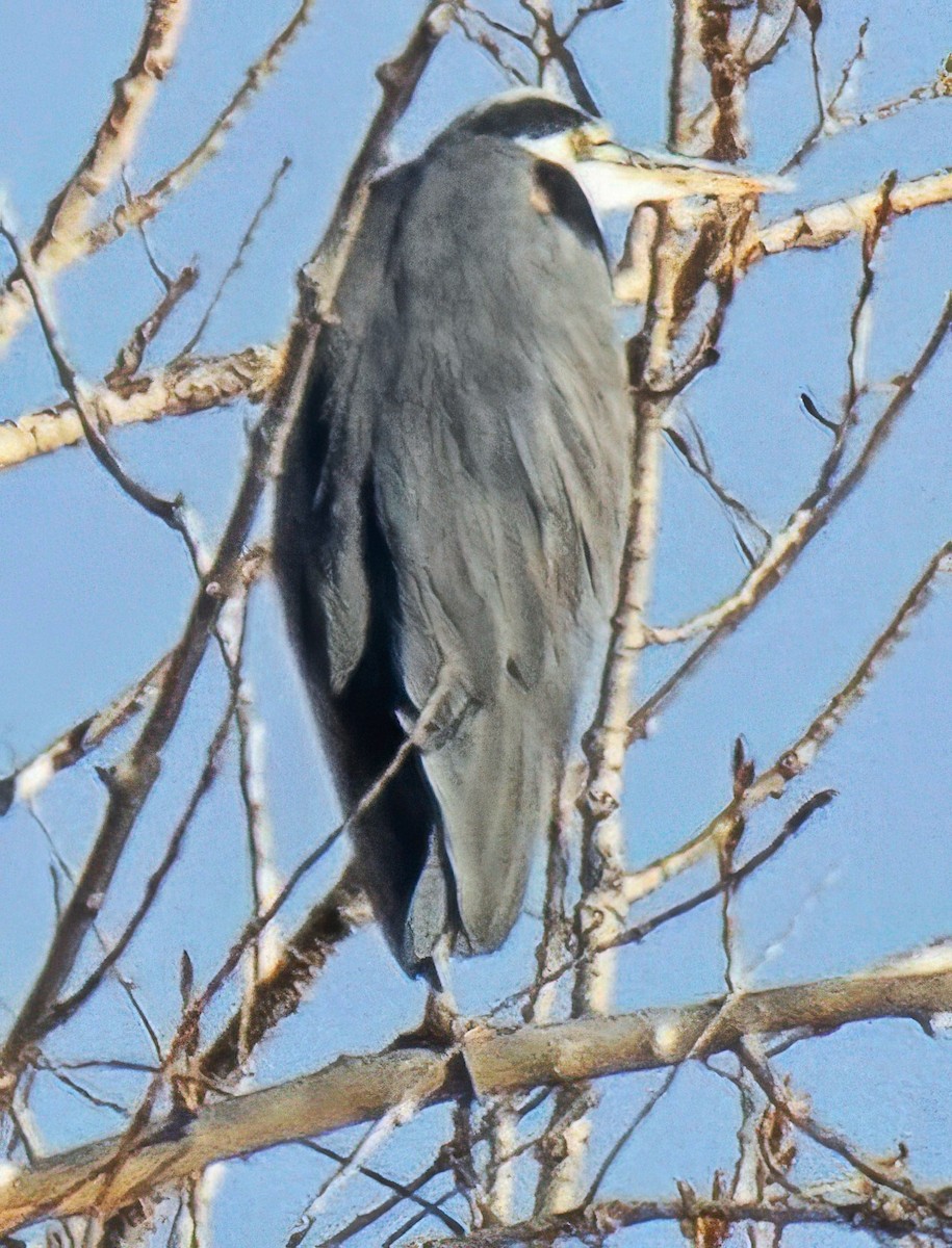 Great Blue Heron - ML646471796