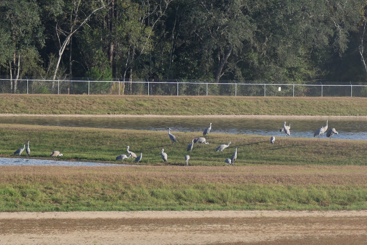 Sandhill Crane - ML646471797