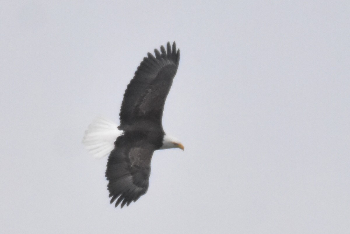 Bald Eagle - ML646471798
