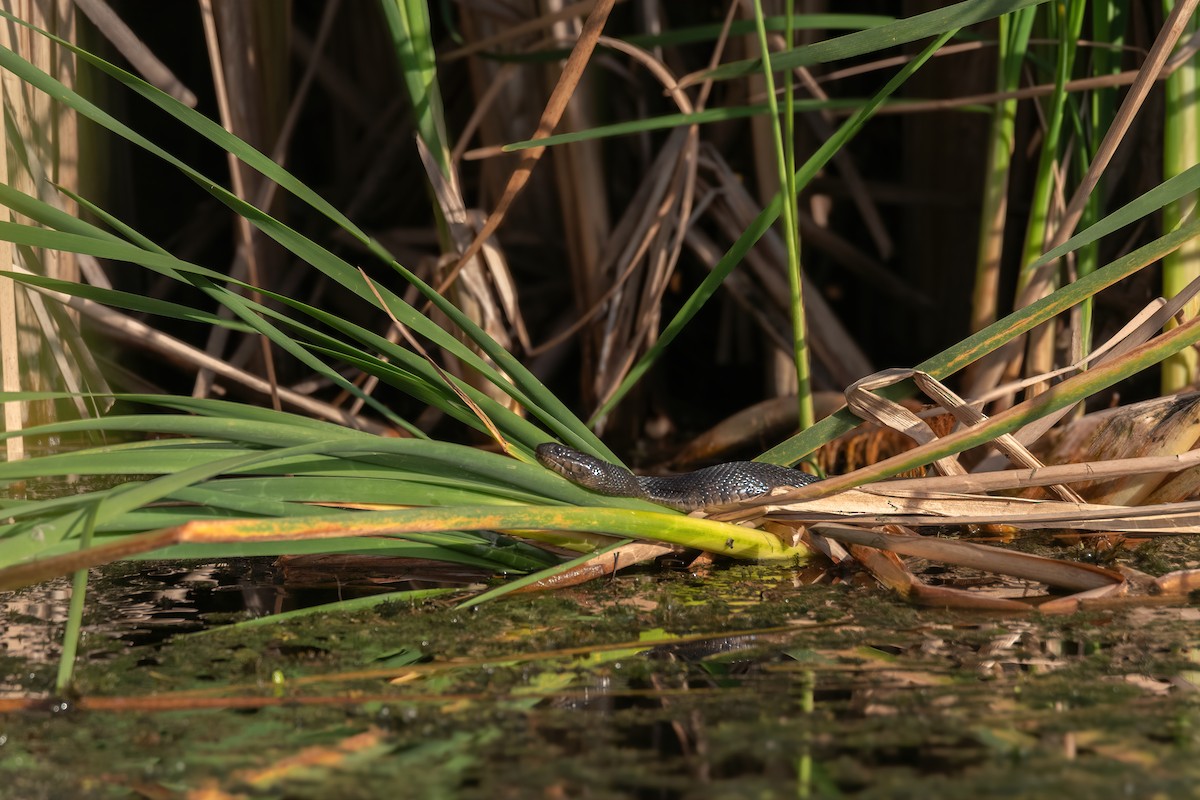 Eastern Ratsnake - ML646471799