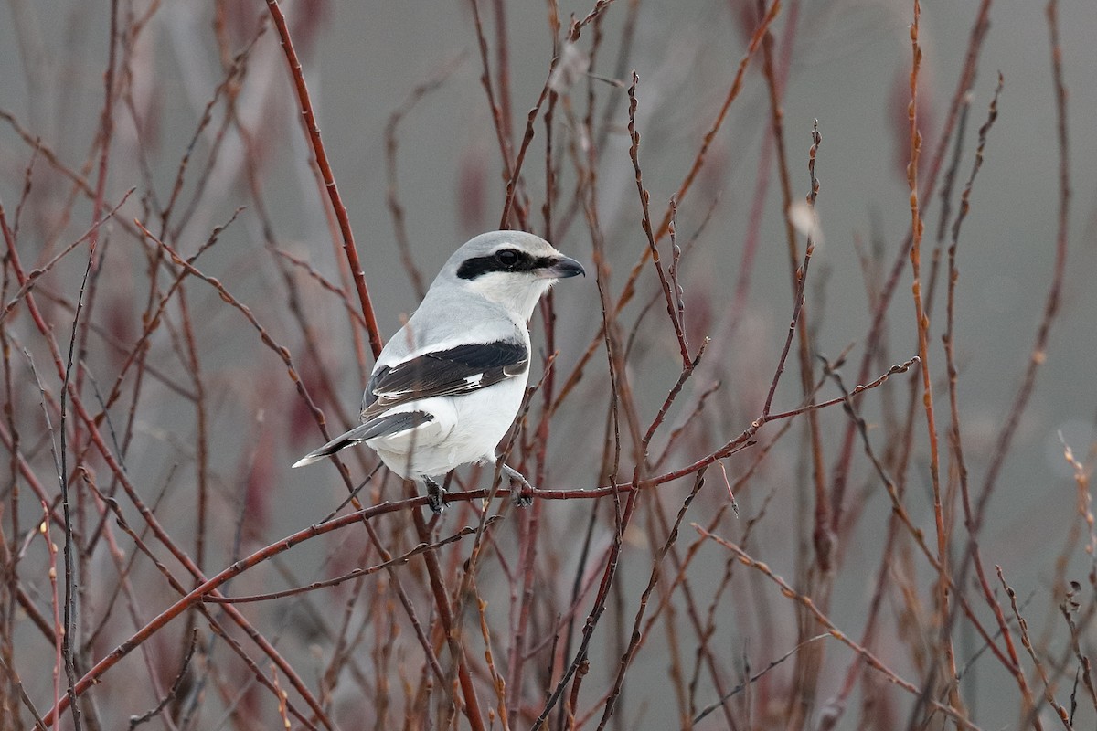 Northern Shrike - ML646471800