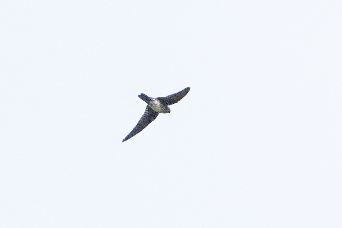 Plume-toed Swiftlet - ML646471801