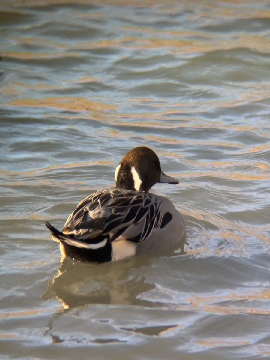 Northern Pintail - ML646471802