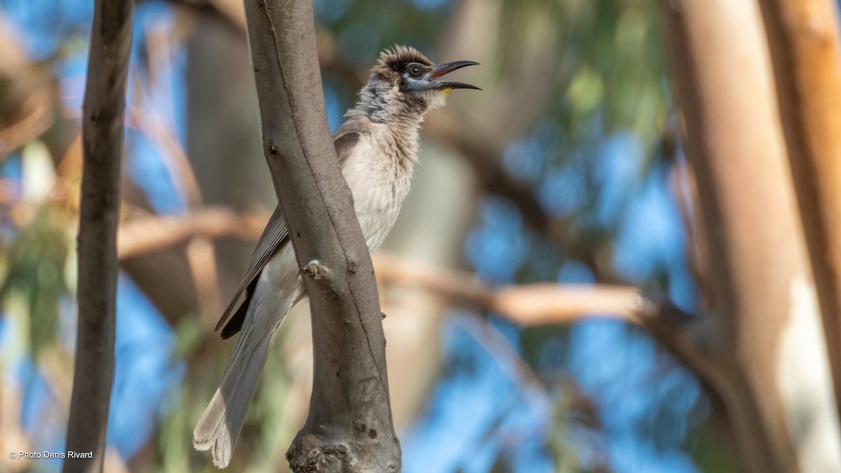Little Friarbird - ML646471803