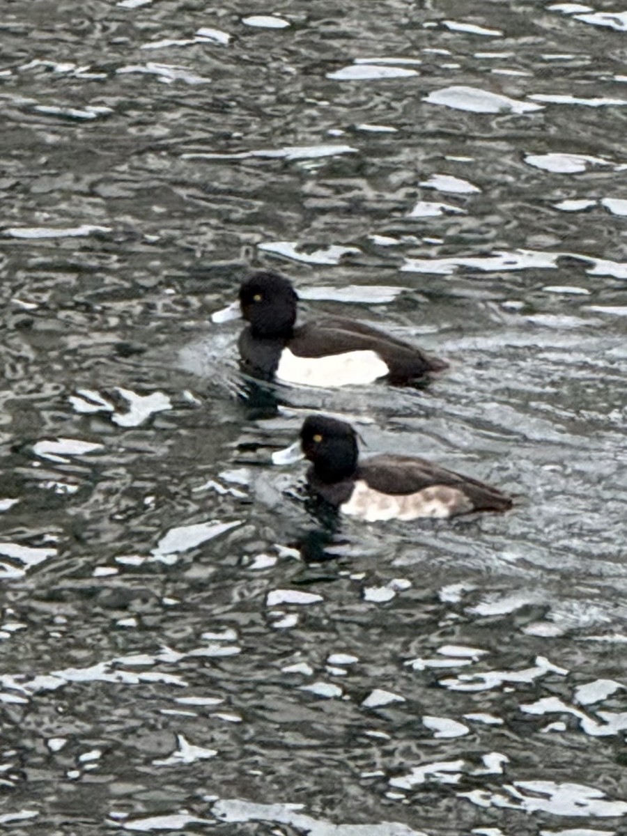 Tufted Duck - ML646471804