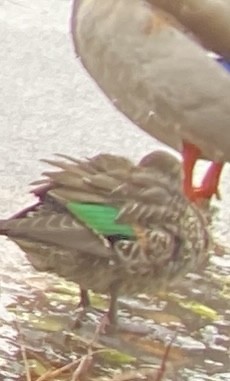 Green-winged Teal - ML646471805