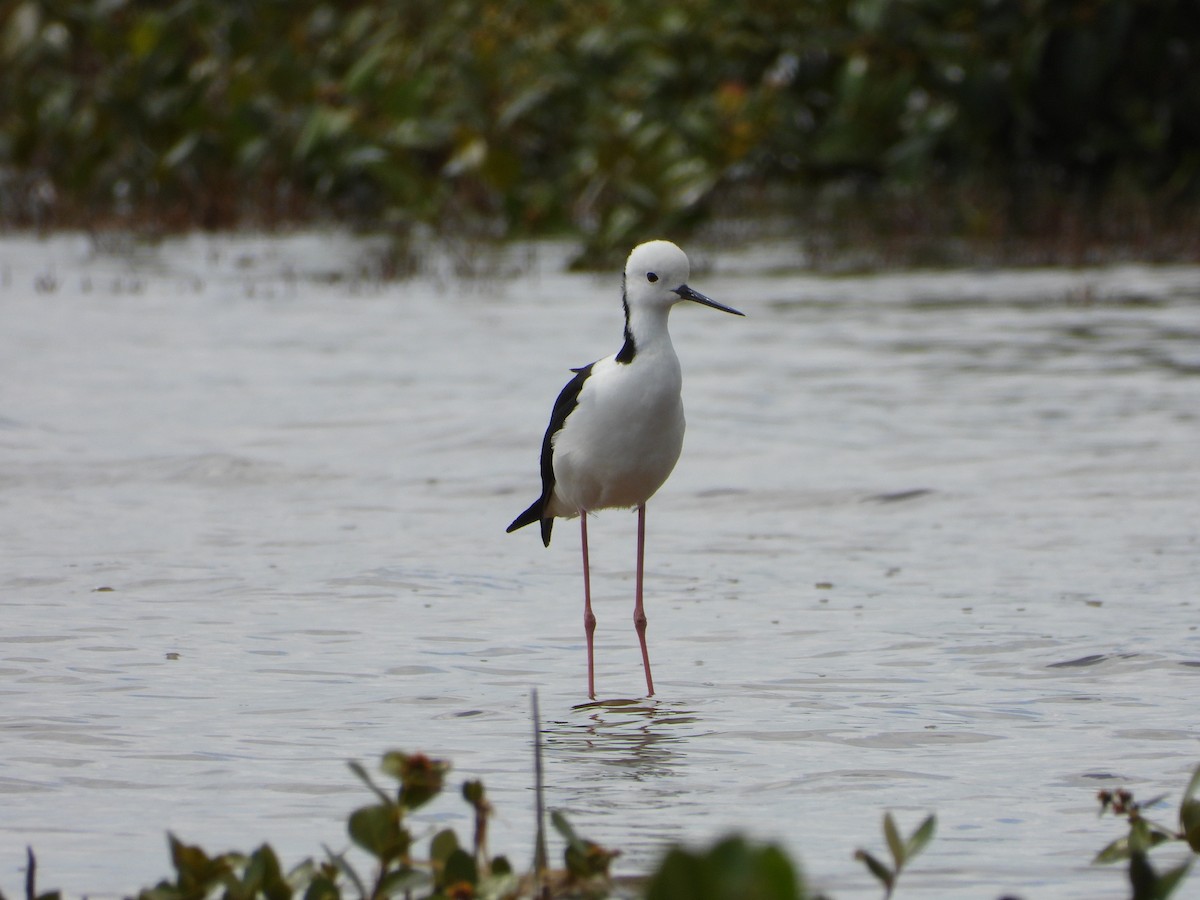 Pied Stilt - ML646471806