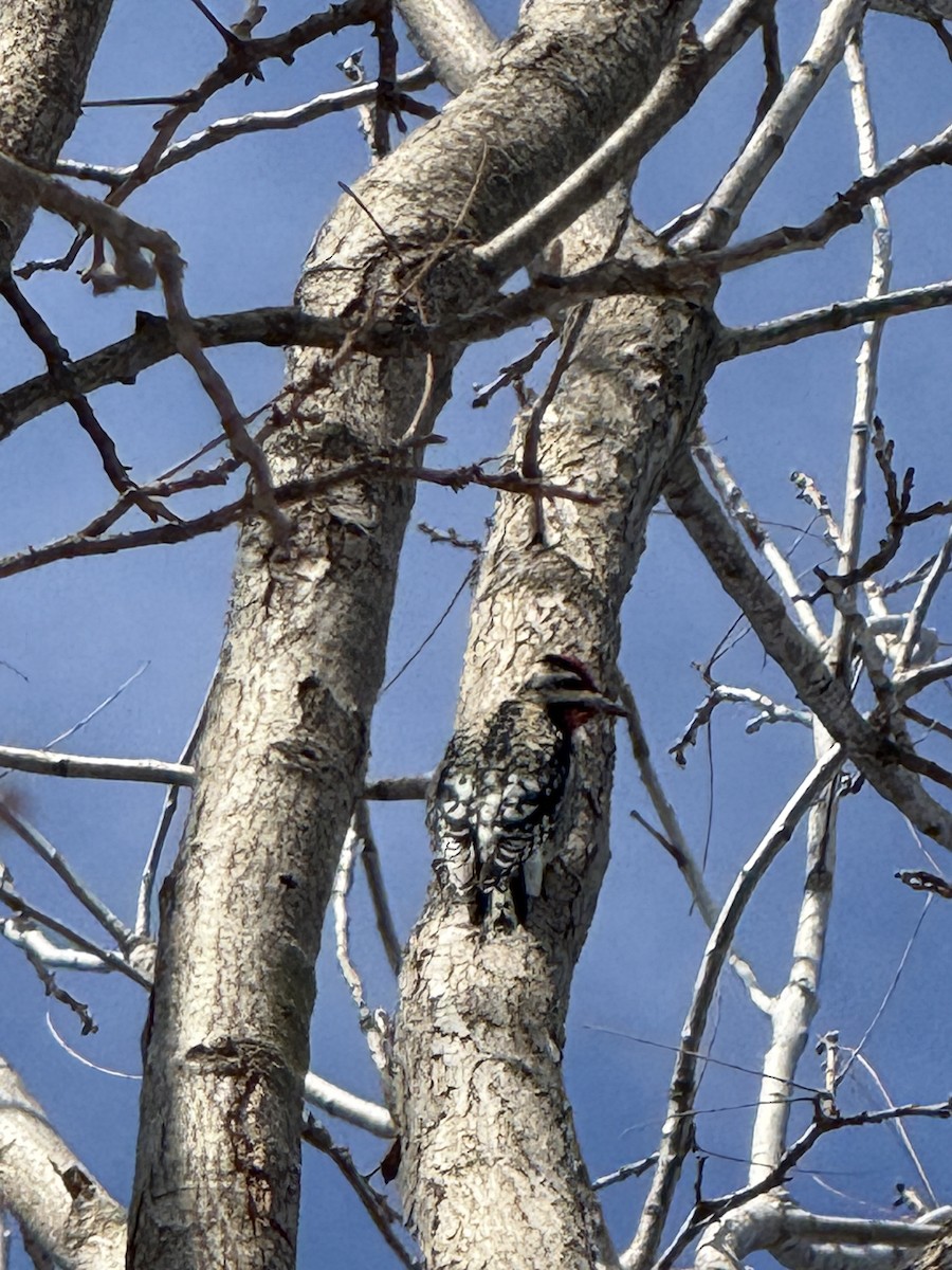Yellow-bellied Sapsucker - ML646471807