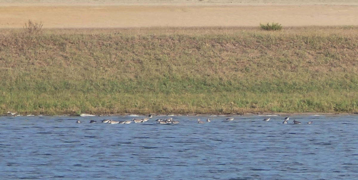 Long-billed Dowitcher - ML646471809