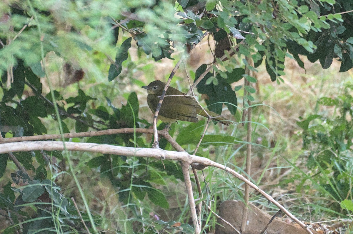 Yellow-bellied Greenbul - ML646471810