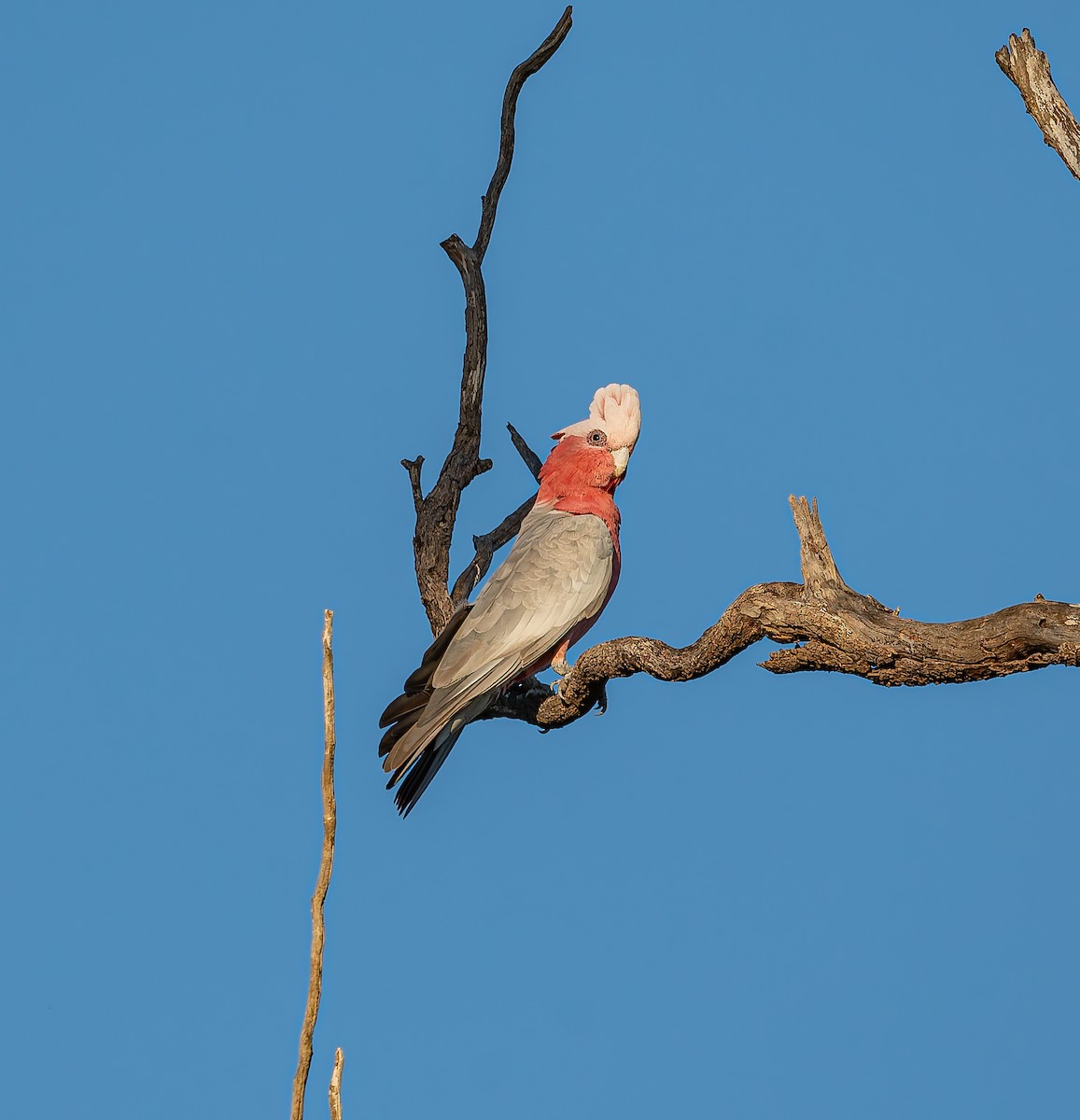 Galah - ML646471812