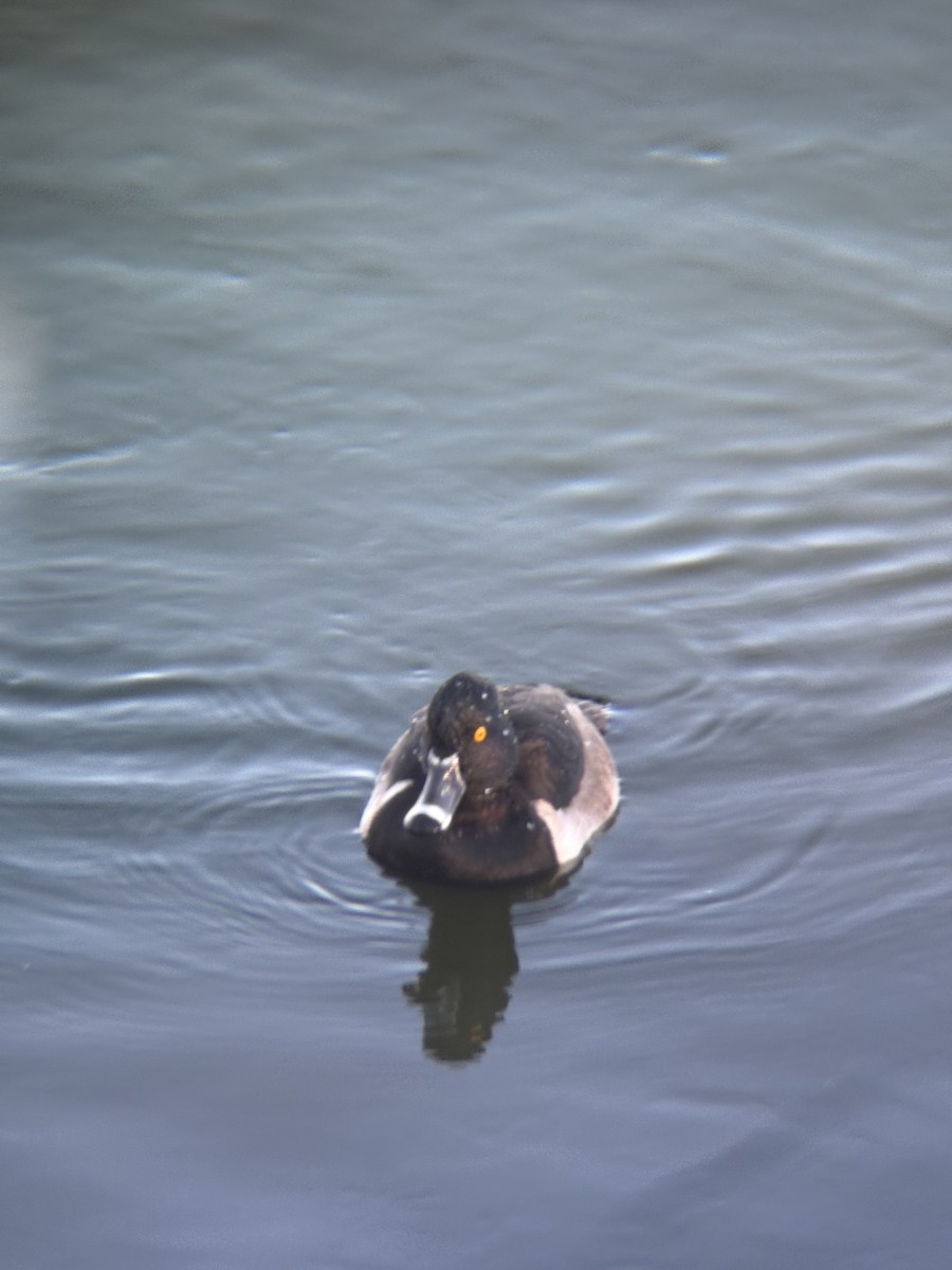 Ring-necked Duck - ML646471813