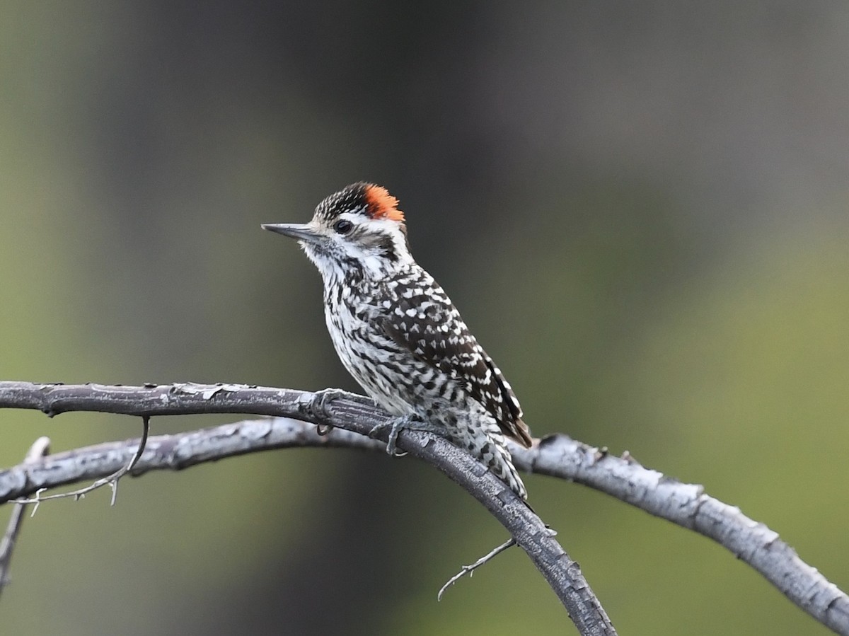 Striped Woodpecker - ML646471814