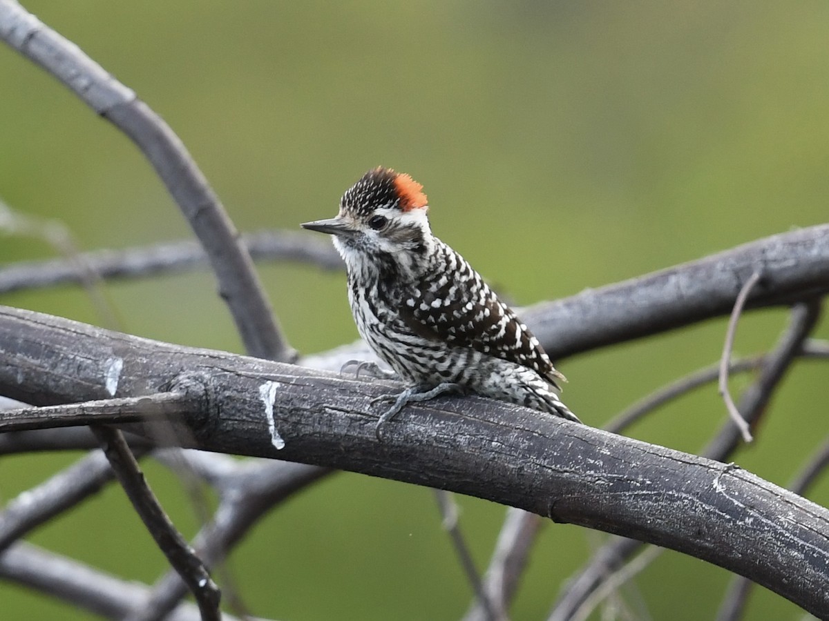 Striped Woodpecker - ML646471815