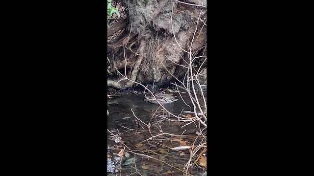 שרשיר - ML646471816