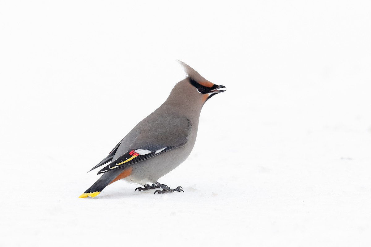 Bohemian Waxwing - ML646471817